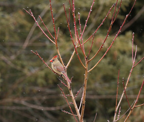 Female cardinal sitting in a peach tree in winter.