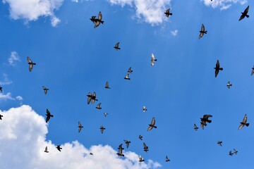 A flock of birds flying in the cloudy blue sky in Krakow, Poland