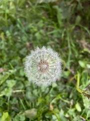 dandelion