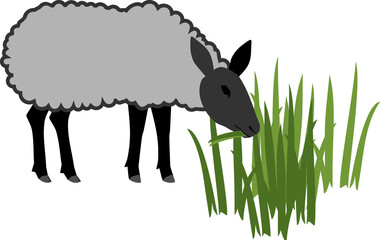 Gray sheep with black head eat green grass isolated on white background