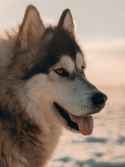 Portrait of fluffy siberian husky