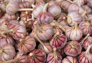 Closeup of colorful, fresh garlic bulbs for sale in an outdoor market
