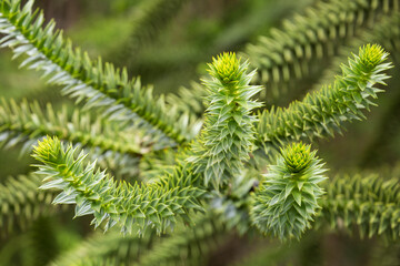 Closeup of unusual branches of a monkey puzzle tree
