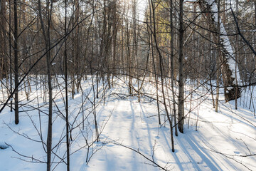 Beautiful landscape of winter snowy forest	