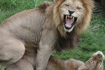 Obraz premium Lion Mating Duba Botswana