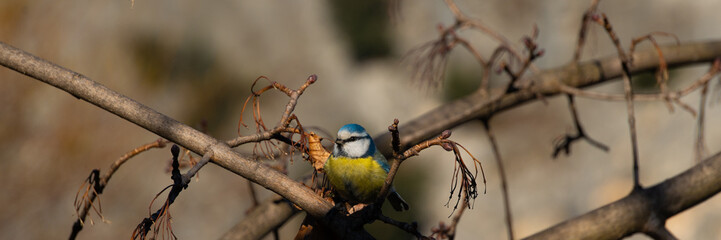 
great tit among the branches of a tree during a sunny day
