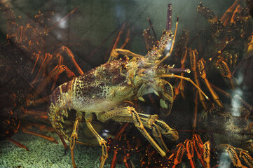 Colourful Tropical Rock lobster under water