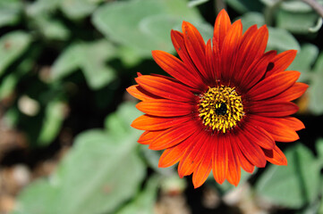 Close up of red Daisy gerbera with blurry background