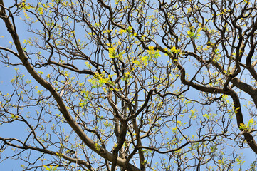 Tree branches background against blue sky