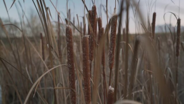 Common bulrush with fluffy mace growing on swamp shore at autumn or winter season close up