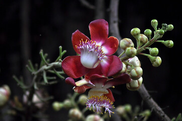 Spring flower blooming in Shibpur Botanical Garden