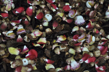 Flower petals found under a tree after a thundershower