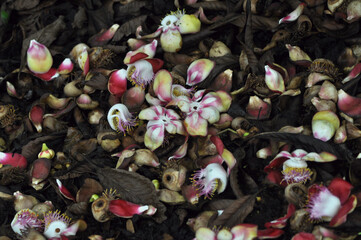 Flower petals found under a tree after a thundershower