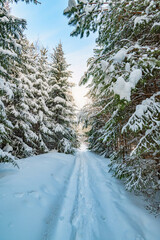 Pine trees covered with snow on frosty evening. Beautiful winter panorama - 489059723