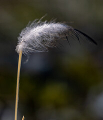 down feather in the wind