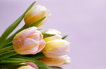 tulips on a pink background