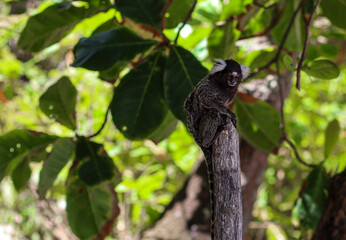 black lemur