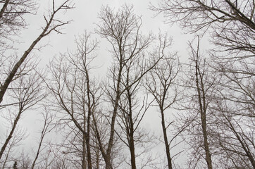 Bare Trees against a Cloudy Sky