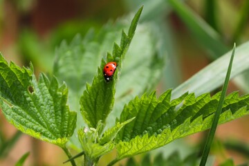 Marienkäfer auf einer Brennnessel