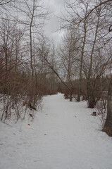 Winter Hiking Trail in the Park