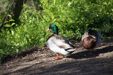 two ducks in the park