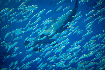 Fototapeta na wymiar Flock of small fish on the foreground with massive shark silhouette on the background creating an association with the danger faced by each individual group member
