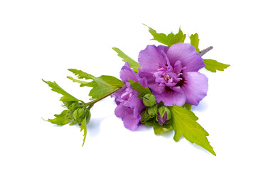 Violet hibiscus flower on branch isolated on white background