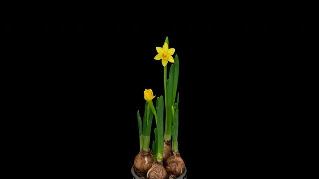Narcissus opening timelapse on pure black