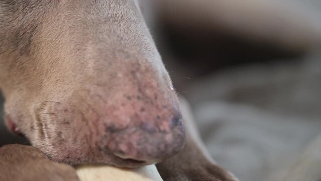 Dog chews and bites at a natural bone chew toy, up close view of teeth and mouth, as the large breed weimaraner chomps and nibbles his toy.