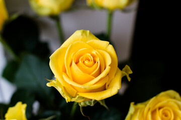 Yellow roses. Congratulations on the holiday. Top view