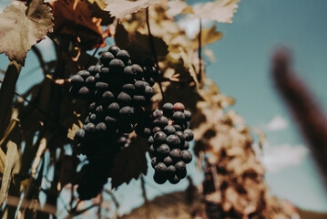 Rote Weinreben an der Mosel bei Cochem