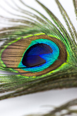 Obraz premium Peacock feather on a white background