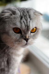 Scottish fold cat