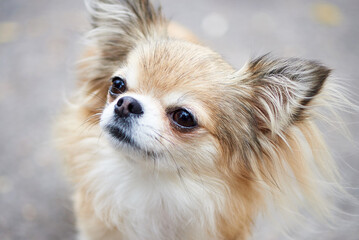 Portrait of a cute chihuahua dog.