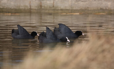 Coots. Fulica atra © Klimczak-Krajewska