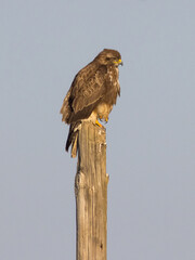 RETRATO DE BUSARDO O AGUILUCHO RATONERO BUTEO BUTEO POSADO EN UN PALO