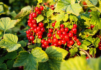 Ripe red currants (Ribes rubrum) in homemade garden. Fresh bunch of natural fruit growing on branch on farm. Close-up. Organic farming, healthy food, BIO viands, back to nature concept.