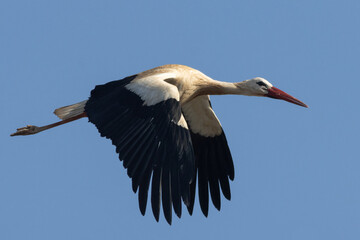 CIGÜEÑA BLANCA CICONIA CICONIA VOLANDO