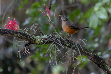 The Rufous-bellied Thrush also know as Sabia-laranjeira perched on a branch. It is the symbol bird of Brazil. Birdwatching. Bird lover. Birding. Species Turdus rufiventris