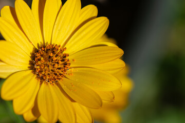 Yellow Gold African Daisy blossom
