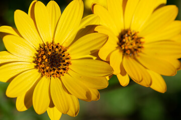 Yellow Gold African Daisy blossoms