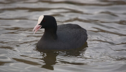 Eurasian coot © Klimczak-Krajewska