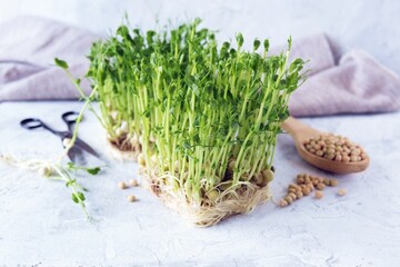 Micro greens, grains and sprouted pea sprouts on the table, natural organic plants, for salad, healthy food concept