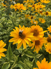 bee on sunflower