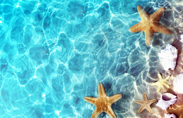 Fototapeta na wymiar Starfish on the summer beach in sea water. Summer background.