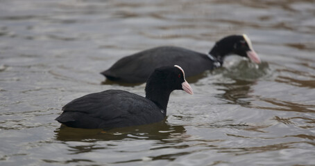 Common coots