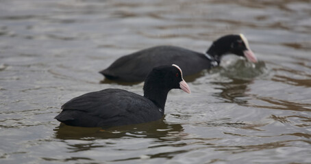 Common coots © Klimczak-Krajewska