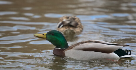 Mallard duck drake © Klimczak-Krajewska