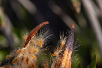 Oleander seeds coming out of their pod prepared to fly