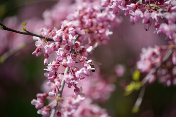 Sakura is the collective name of 11 species and several varieties of trees of the Plum subfamily; often denotes small-serrated cherry.  